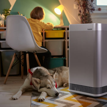 Child studying while a dog sleeps, with a NuWave OxyPure air purifier cleaning the indoor air.
